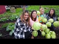 organic cabbage farm in california ចំកាស្ពៃក្តោបនៅកាលីហ្វ័រញ៉ា california 🇰🇭 4k