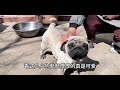 不要问我这巴哥犬纯不纯，它就是这样的