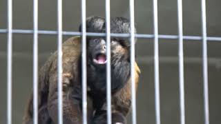 日本平動物園 ヒゲサキ チャパティ