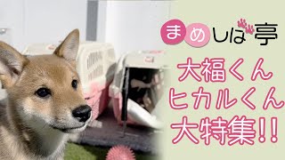 【豆柴子犬】はじめてのドッグラン✨大福くん・ヒカルくん大特集✨まめしば亭おチビたちのブログ・Vlog