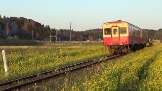 菜の花畑を行く小湊鉄道キハ200型VOL.3　2021年3月15日