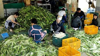 '내 고장 7월은 옥수수가 익어가는 계절' 하루 5000개씩 쪄내내는 옥수수 농원 / Korean corn farm that produces 5000 per day