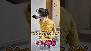 おっさんが作る犬服 58着目 : シープボアで作るイタグレロンパース #shorts #イタグレ #ミニピン