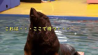 【オットセイ】自由気ままって難しい（伊勢シーパラダイス／水族館）