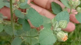 குறுந்தொட்டி, Sida cordifolia, Ilima, Flannel weed, Bala, Country mallow, Heart-leaf sida