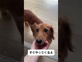 愛犬にカメラ向けると、、、 shorts