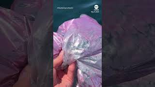 Family pulls dozens of balloons from sea during boat trip
