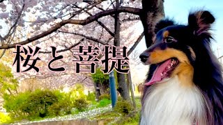 《３度目の桜の季節》美犬ボーディちゃんと過ごせる時間 〜 Third Cherry Blossom Season 〜 《Beautiful Sheltie Dog Bodhi》