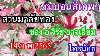 สวนบอนสีมาลัยทอง 14 ก พ 2565