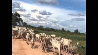 Boiada de Nelore - Pantanal - Brazil