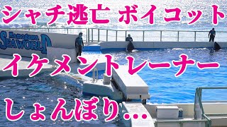 開演早々ランちゃんボイコット・・・ラビーのサポート流石です!! 鴨川シーワールド シャチショー