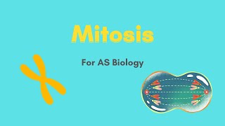 Mitosis in animal cells in 6 minutes