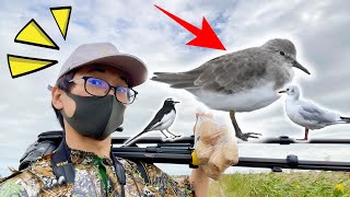 それ初見鳥かも！しっかり観察しないと見過ごしてしまう野鳥がいました。