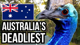 14 Of The Deadliest Animals In Australia - Danger Down Under!