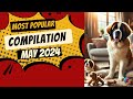 Best of Big Dog Diaries: Cute Dog Shorts Compilation from April-May 2024