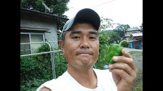 【ヤヤキタ農園】２０１８年９月のお野菜のご説明♪