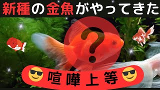 ５０話　【新加入】新種の金魚がやってきた！