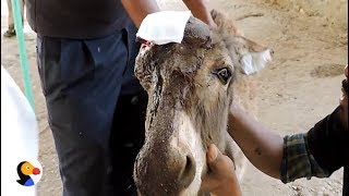 Baby Donkey With Hole in Head Gets Help From Kindest People | The Dodo