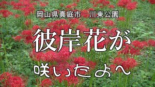 今年も咲いた彼岸花　岡山県真庭市　川東公園