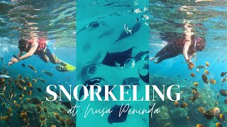Amazing Snorkeling Spot in Nusa Penida – Swim with Manta Rays! (4K)