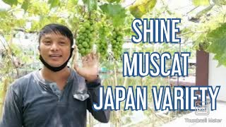 Shine Muscat Grapes Japan Variety