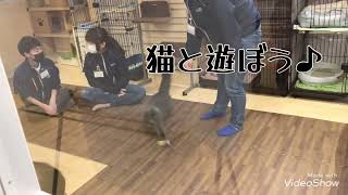 飼育2年 AAA実習 猫と遊んで仲良くなろう♪ 動物専門学校 トリマー 動物看護師 アクアリウム 動物のお仕事