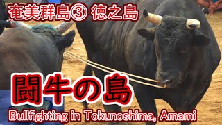 【徳之島】奄美群島を縦断③：闘牛の島を一周・闘牛観戦と景勝地めぐり【Tokunoshima】Vertical section in Amami ③ : Bullfighting Island