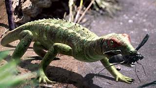 Early Sauropsids: The First Reptiles