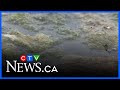 Algae bloom flourishes at Lost Lagoon