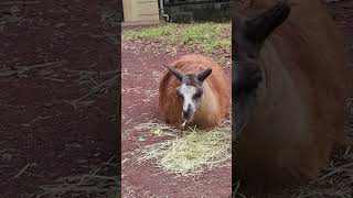 ごはんを食べるラマ(Llama)【夢見ヶ崎動物公園】