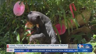 Animals at Australian zoo get some Christmas treats