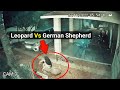 Leopard attacks German Shepherd dog, but brave GSD fights back | Leopard vs German Shepherd