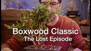 Boxwood Prune:  Dave's Bonsai E7.5