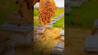 Beautiful honeycomb #ytshorts #bee #honeybee #shorts #ytshort