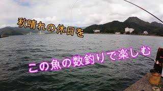 えむでテレビジョン229　秋晴れの休日をこの魚の数釣で楽しむ　「＃ダンゴ釣り」「＃チヌ釣り」