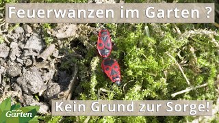 Massenhaft Feuerwanzen im Garten: Kein Grund zur Sorge | MDR