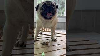 pug greed퍼그의 식탐!!#shorts #short #dog #pug