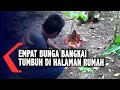 Unik, Bunga Bangkai Tumbuh di Halaman Rumah Warga