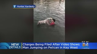 Criminal Charges Filed Against Man Who Tackled Pelican