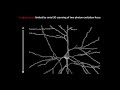 Kavli Institute for Brain and Mind: Imaging the Brain - Ji