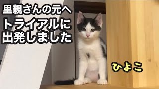 【保護子猫】ひよこが里親さんの元へ【トライアル】