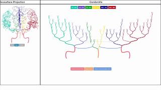 CerebroVis: Topology- and Constraint-based Network Visualization of Brain Arteries (VIS 2018 FFWD)