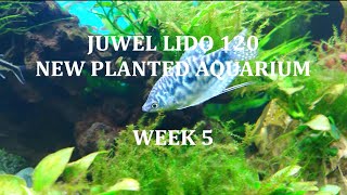 New Planted Aquarium - Fish-In Cycled - Juwel Lido 120 - Week 5