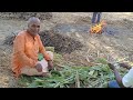 ಜೋಳದ ಸೀತನಿ ಸುಗ್ಗಿ ಸಿಹಿ ತೆನೆ ಹಾಲ್ದೆನೆ jowar farming