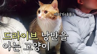 드라이브 즐기는 달인 고양이 Vlog 🚗💨