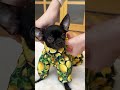 planet puppy featuring • hello_ukki puppy chihuahua shorts