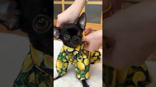 Planet Puppy featuring • hello_ukki #puppy #chihuahua #shorts