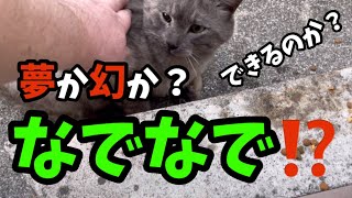 【野良猫】警戒心の強い野良猫をマタタビの粉とチュールを駆使して撫でることができるのか？