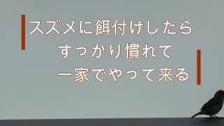 スズメに餌付けしたらーすぐに慣れて一家でやって来る