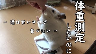 【チンチラ】体重測定したかったのに・・・　chinchilla　family